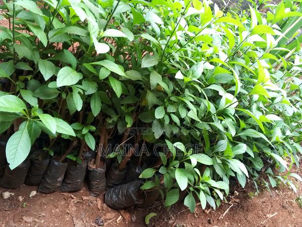 Bitter Leaf Medicinal Plants - thumbnail 4