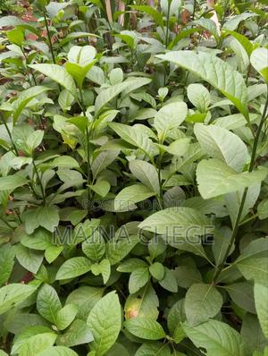 Bitter Leaf Medicinal Plants - thumbnail 2