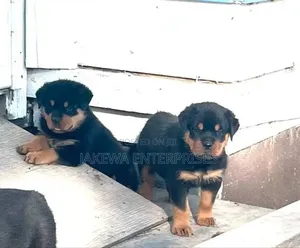 1-3 months Male Purebred Rottweiler