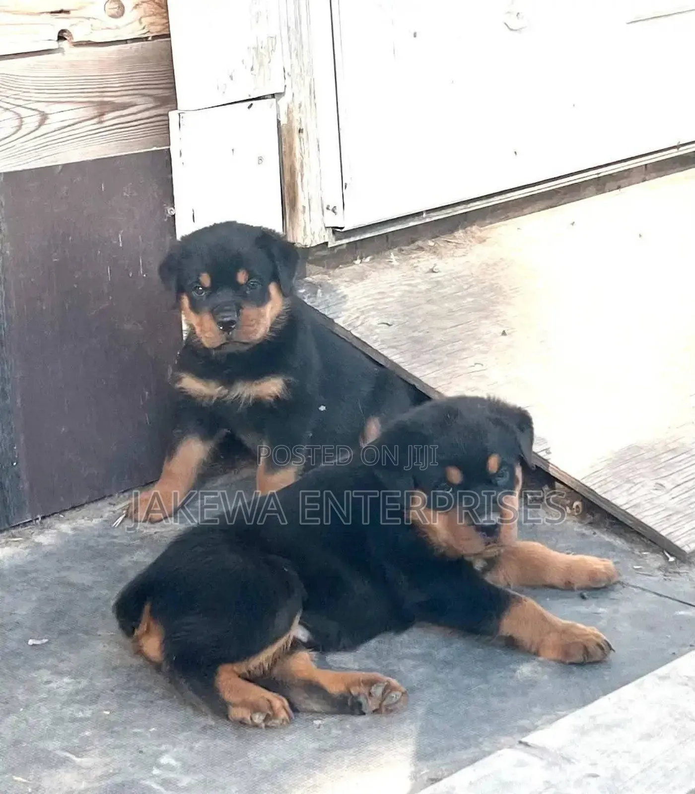 1-3 months Female Purebred Rottweiler