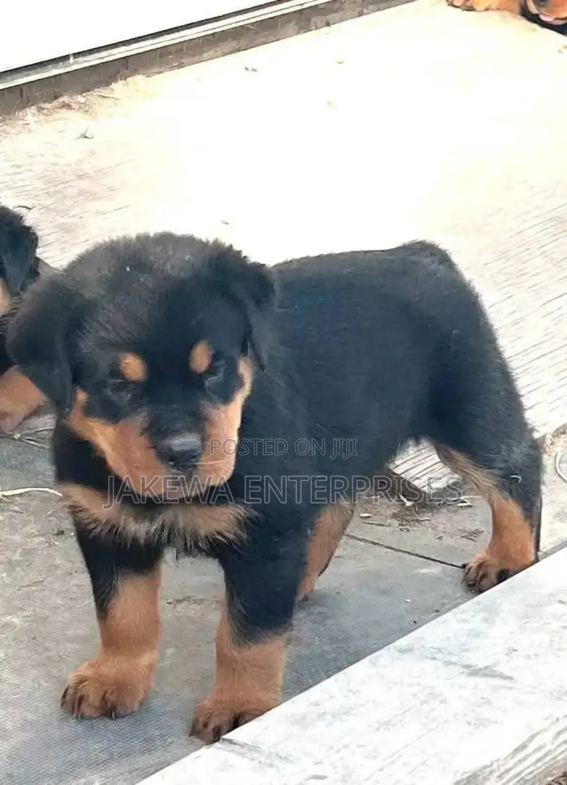1-3 months Female Purebred Rottweiler