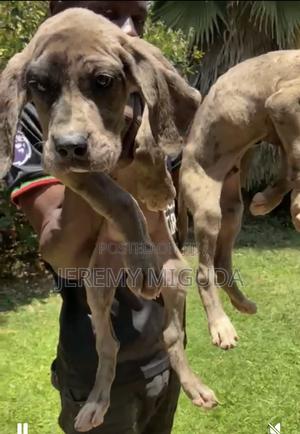 1-3 months Male Purebred Great Dane