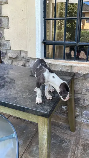 1-3 months Male Purebred Great Dane