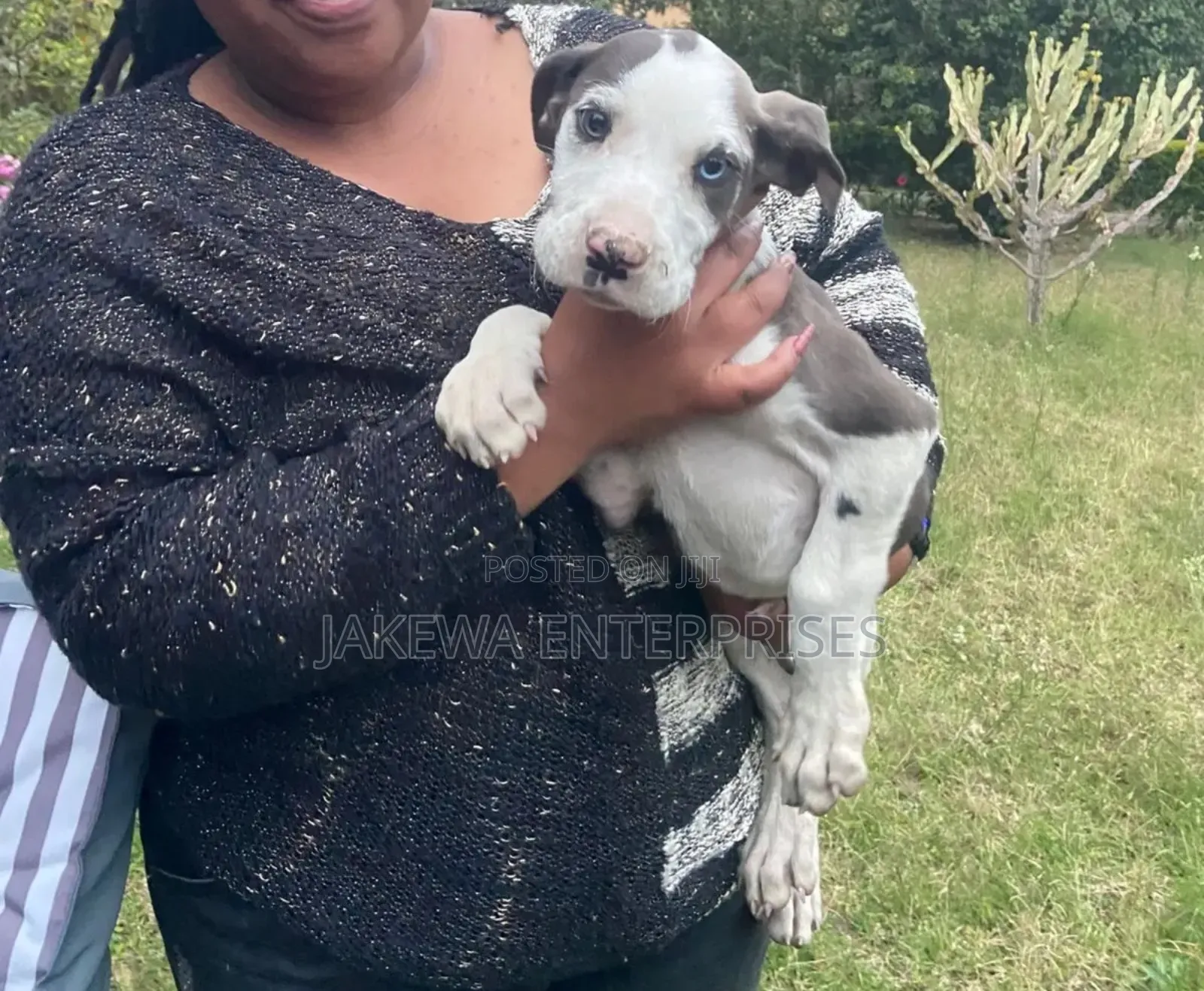 1-3 months Male Purebred Great Dane