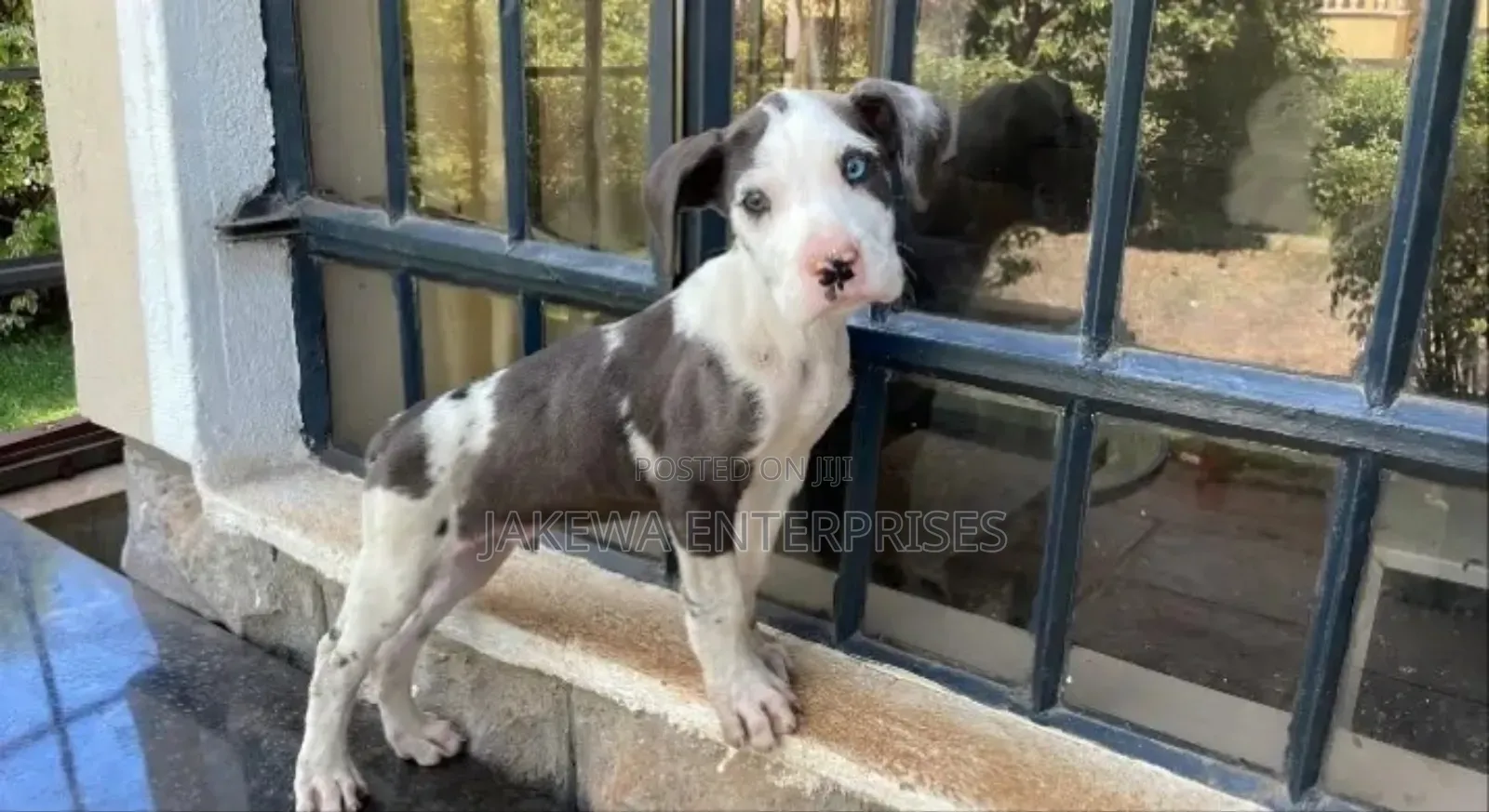 1-3 months Male Purebred Great Dane