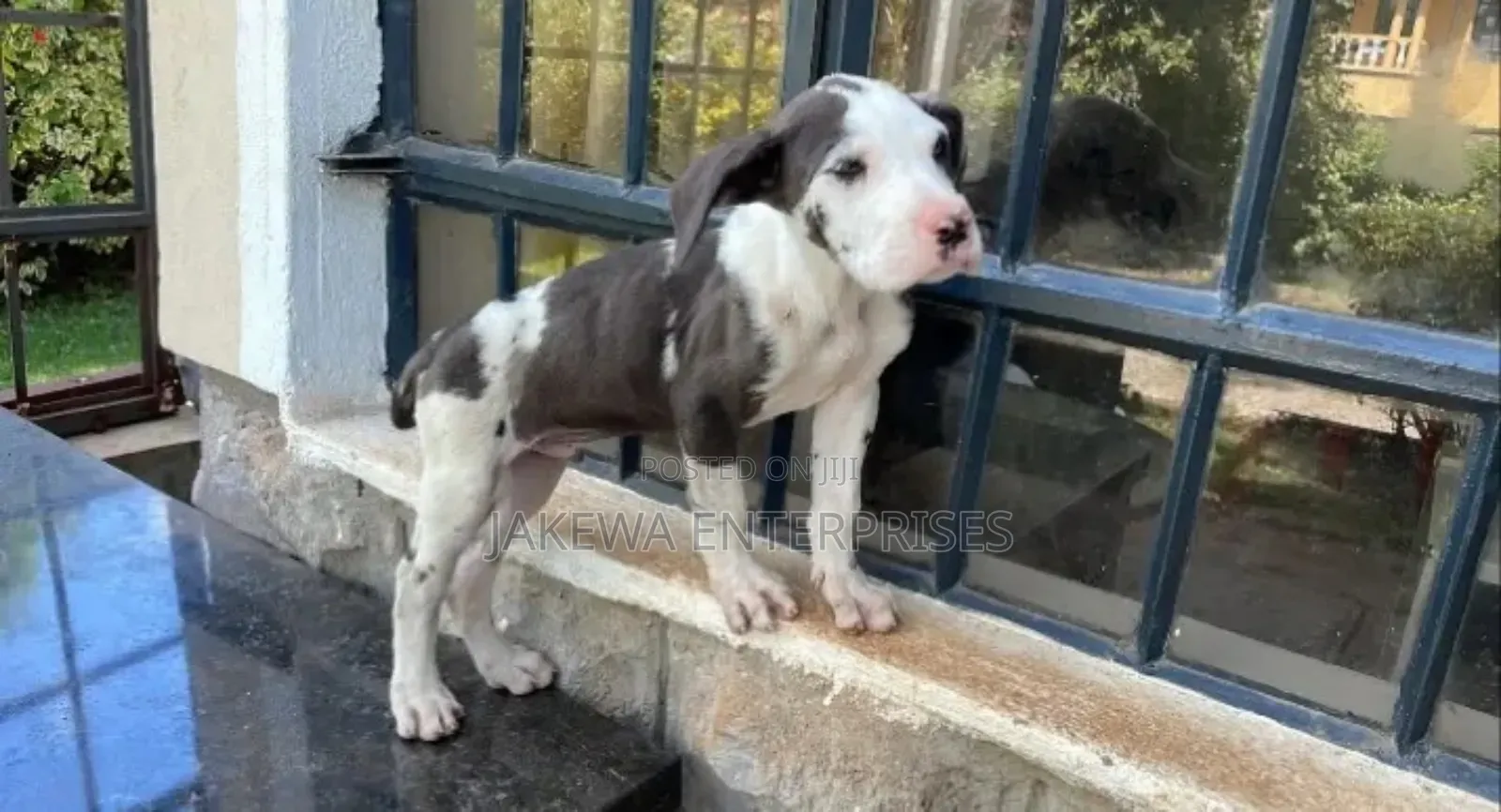 1-3 months Male Purebred Great Dane