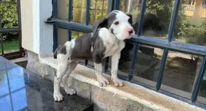 1-3 months Male Purebred Great Dane