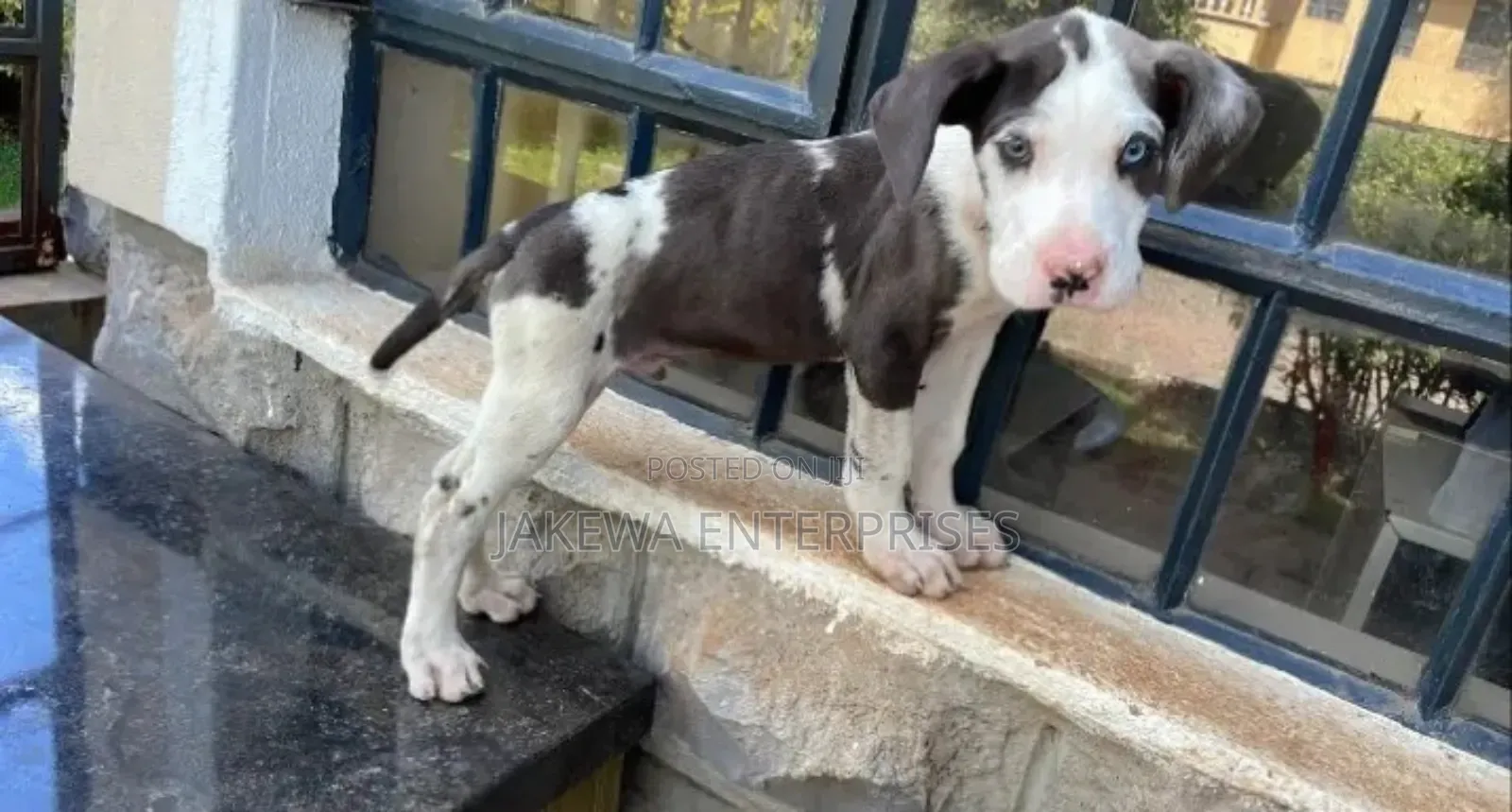 1-3 months Male Purebred Great Dane
