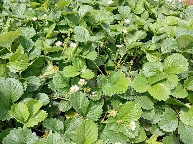 Strawberries - main view