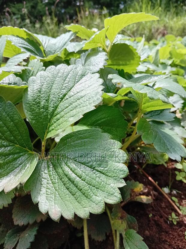 Strawberries - thumbnail 2