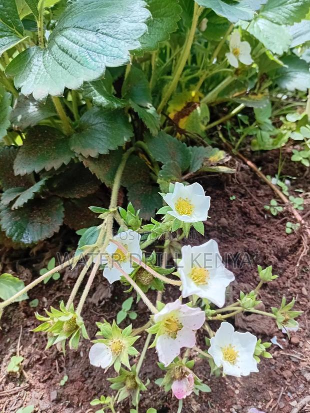 Strawberries - thumbnail 3