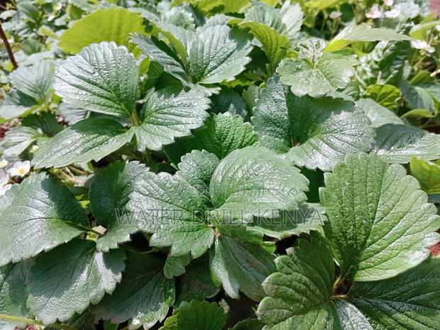 Strawberries - thumbnail 4