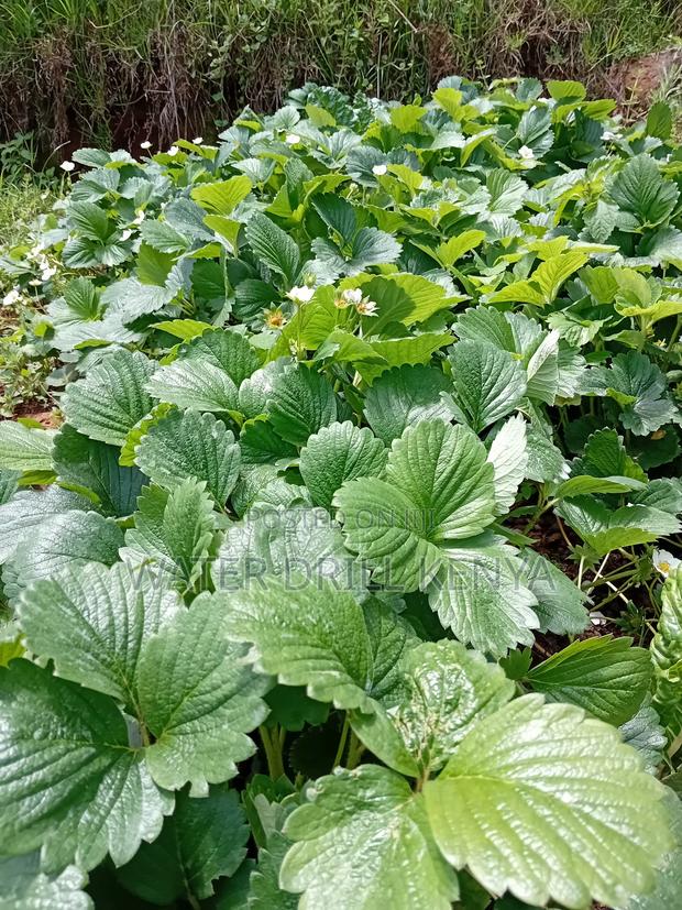 Strawberries - thumbnail 5