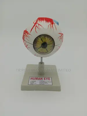 Human Eye Model