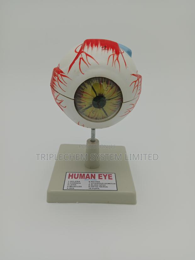 Human Eye Model - main view