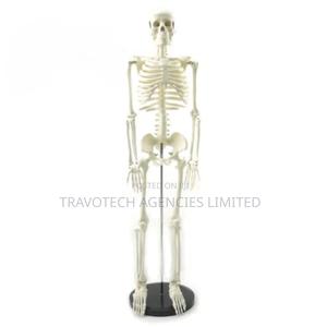 Human Skeleton Training Model - thumbnail 2