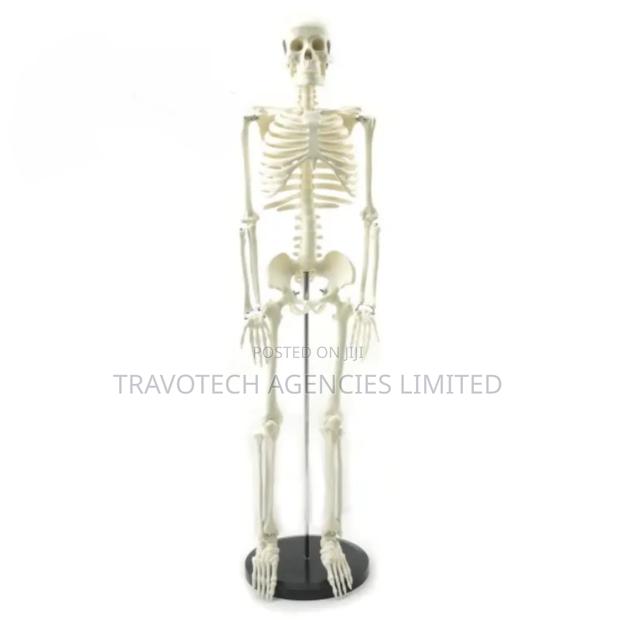 Human Skeleton Training Model - main view