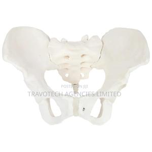 Pelvic Training Model - thumbnail 2