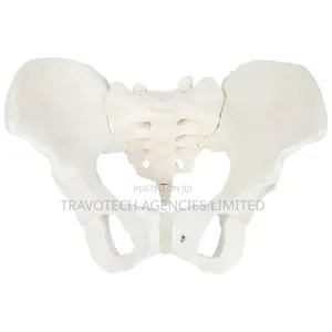 Pelvic Training Model