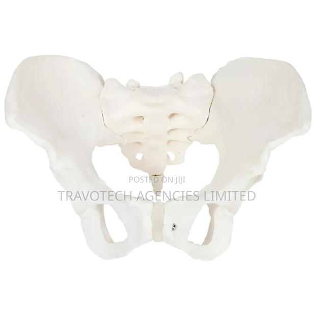 Pelvic Training Model - main view