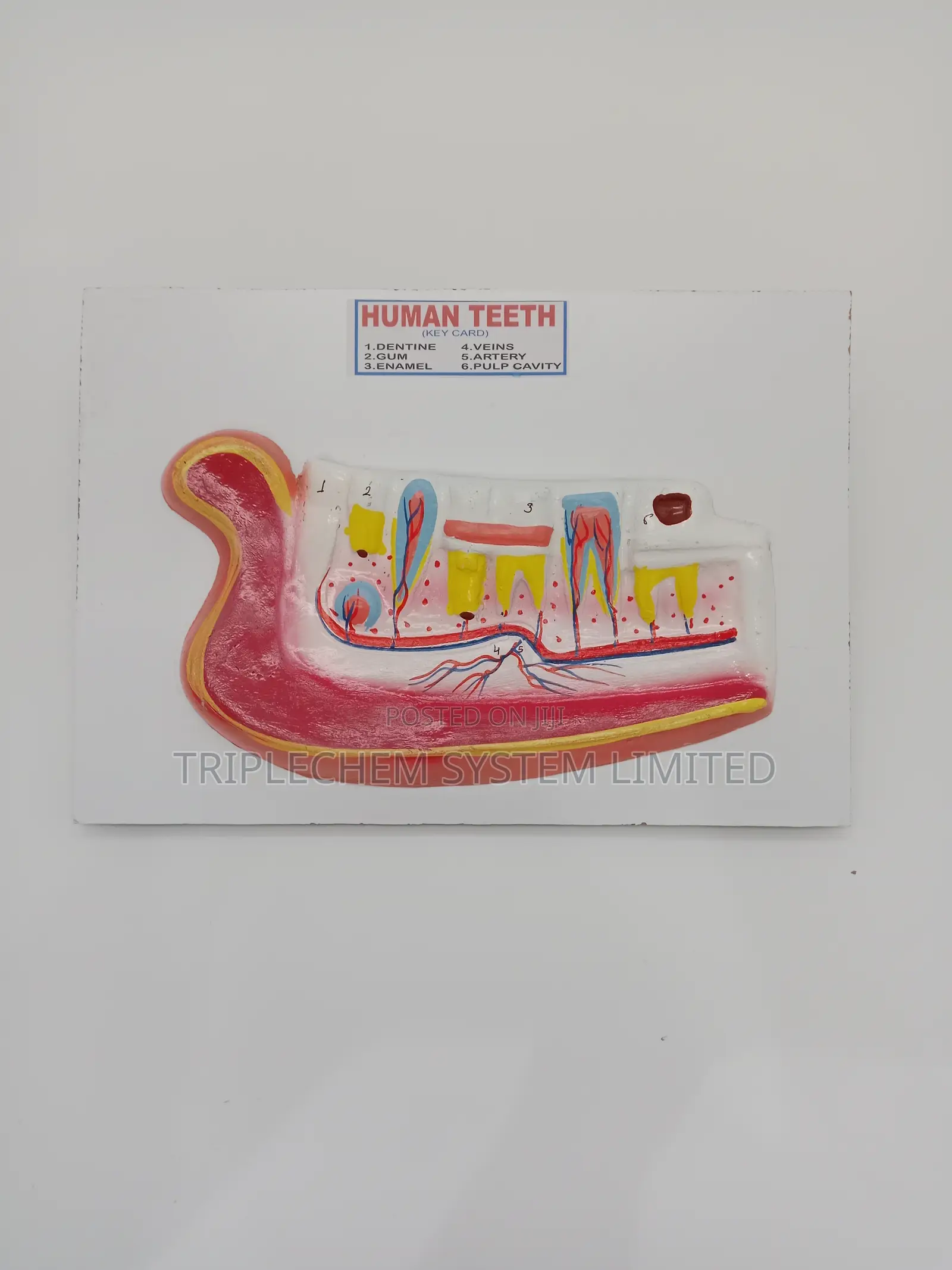 Human Teeth Model