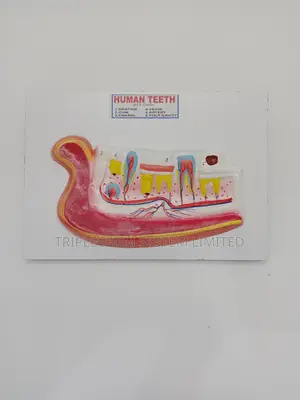 Human Teeth Model