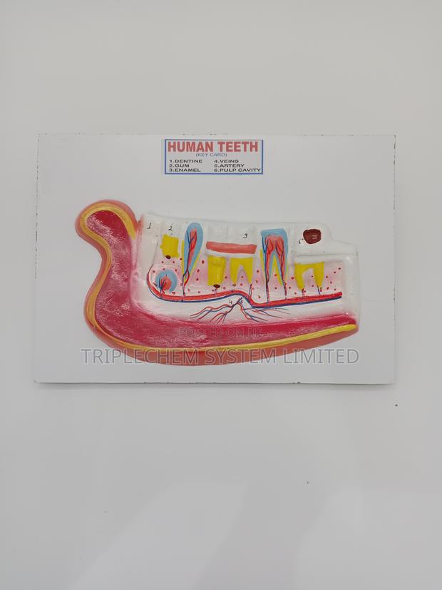Human Teeth Model - main view