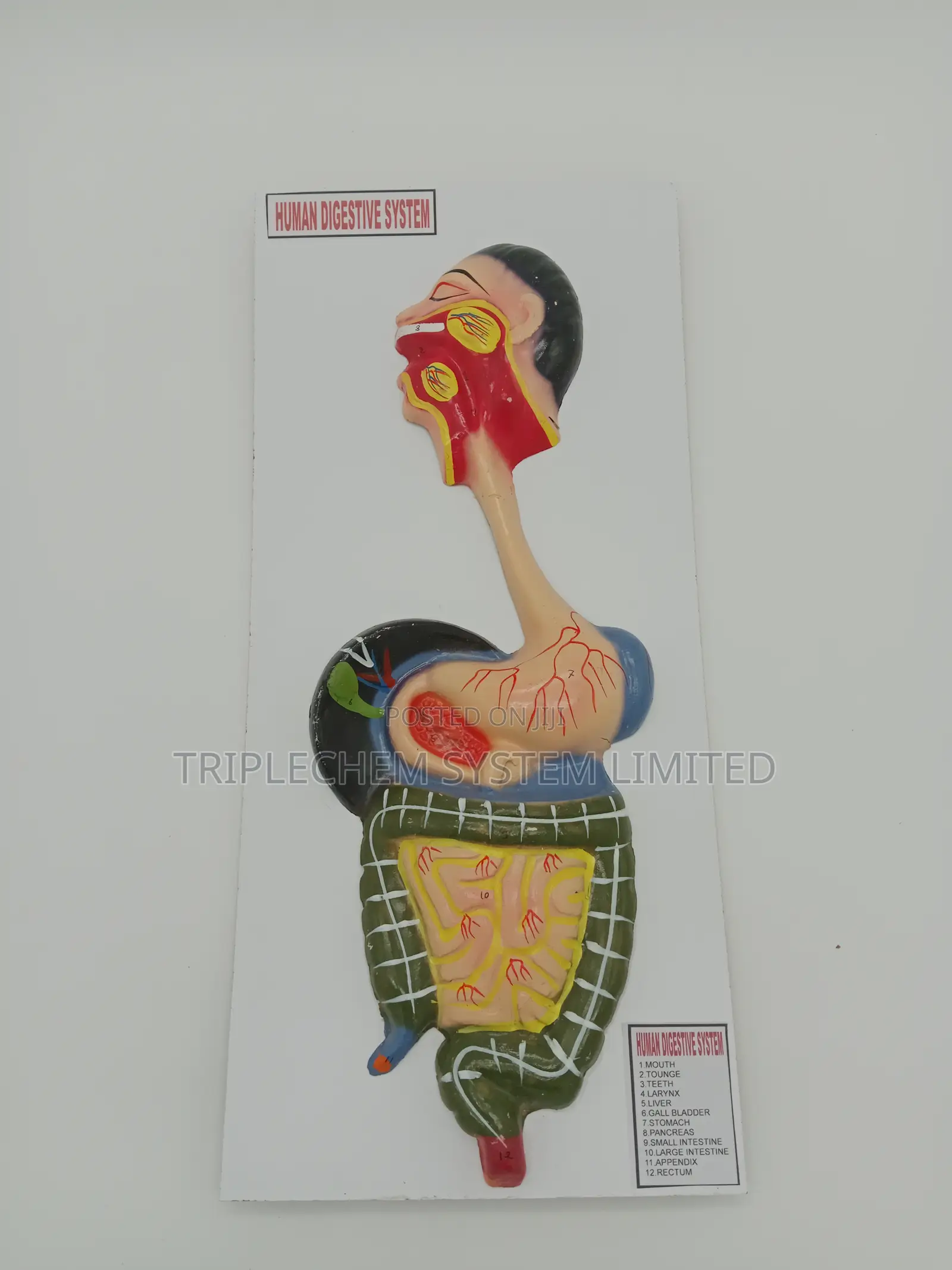 Human Digestive System Model