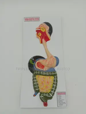 Human Digestive System Model