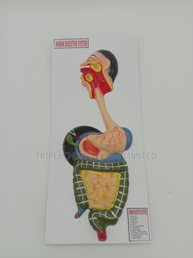 Human Digestive System Model - main view