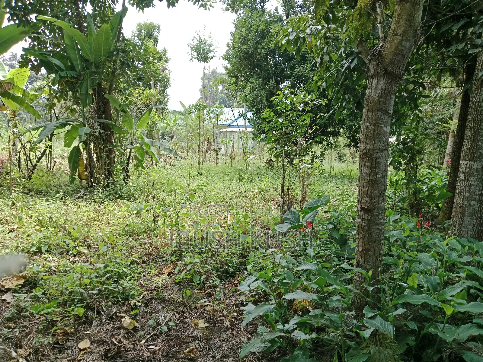 1/4 Acre Land for Sale