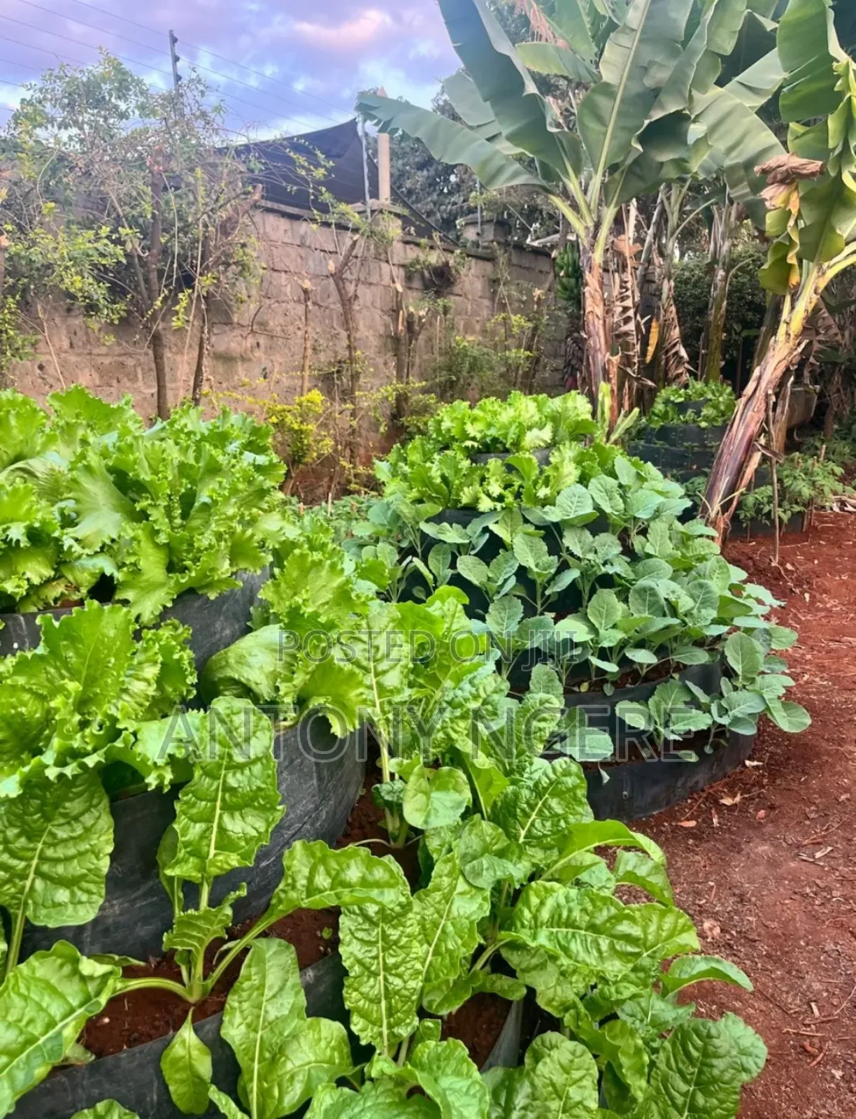 Multi Storey Garden ( Vertical Garden)