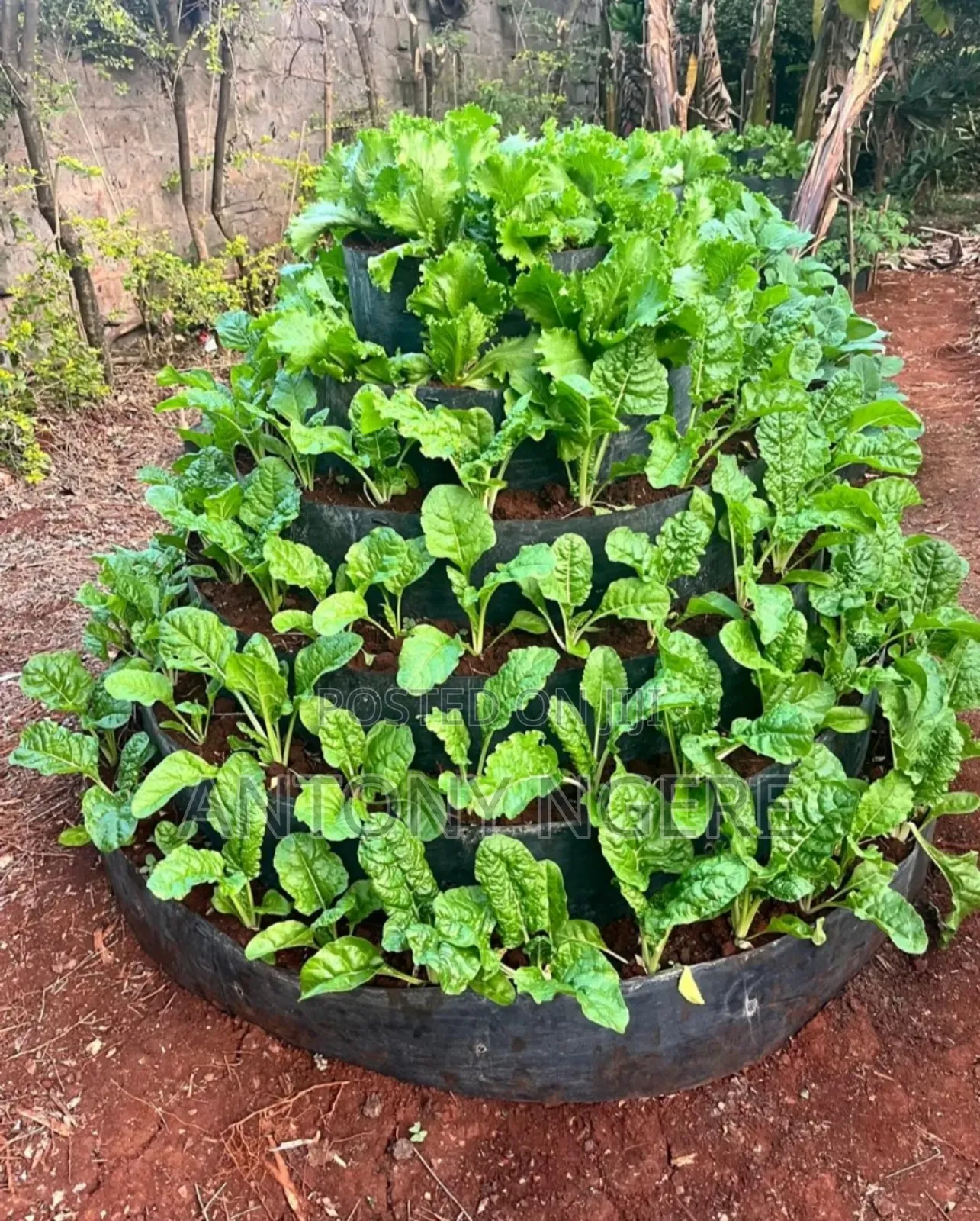 Multi Storey Garden ( Vertical Garden)