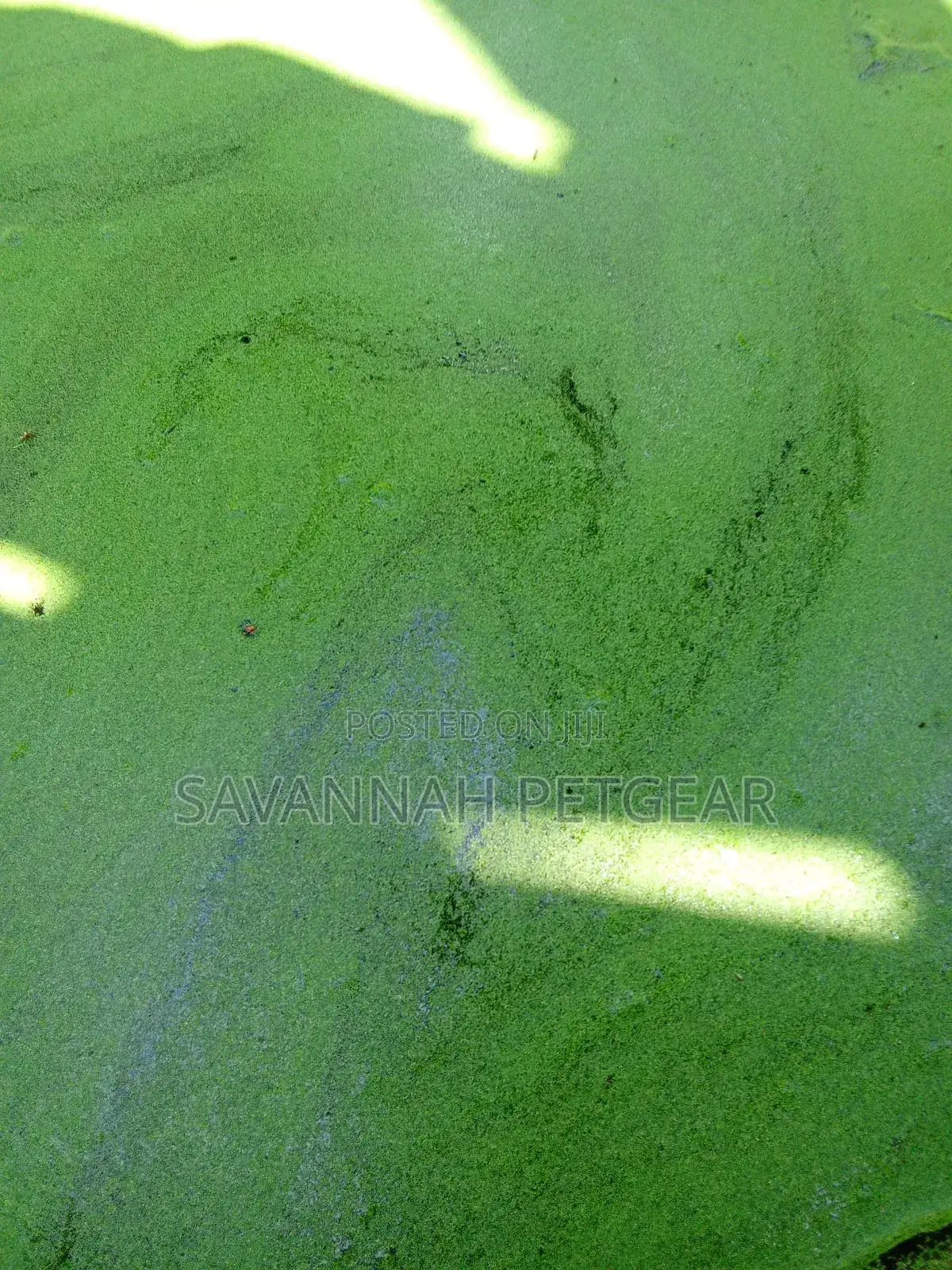 Duckweed Aquatic Plant Animal Feeds, Human Food, Waste Water Treatment