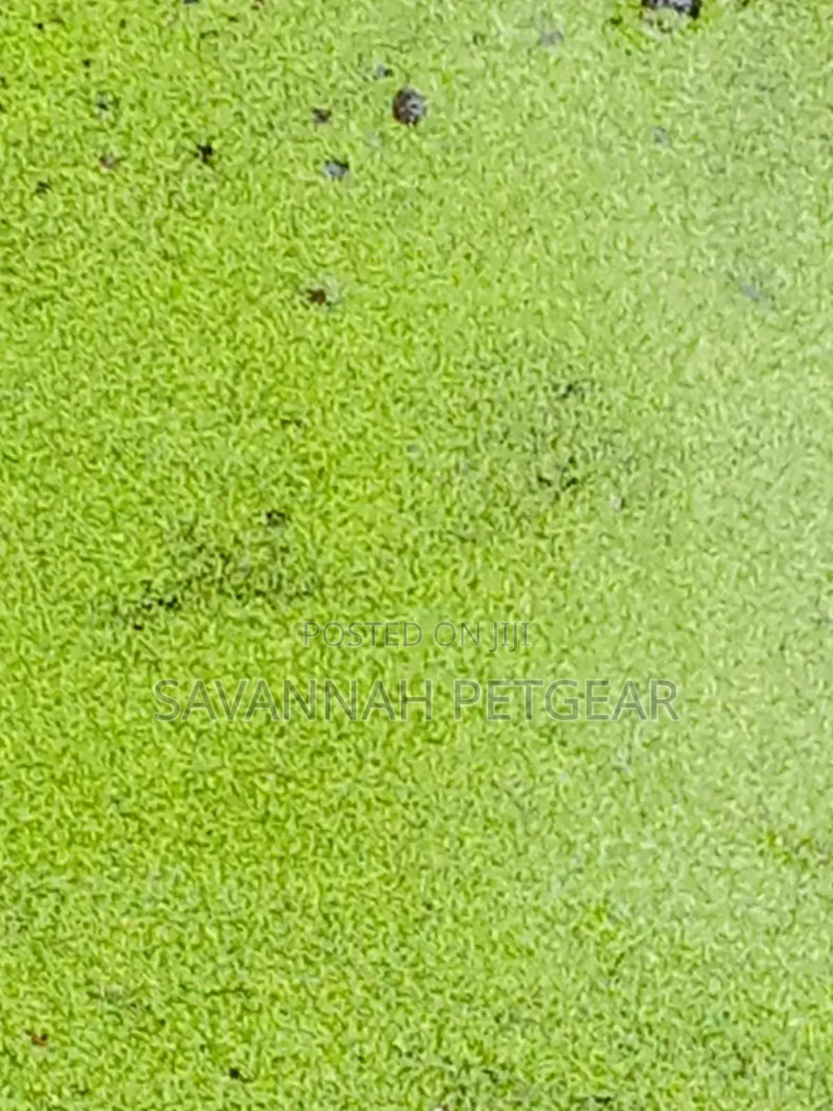 Duckweed Aquatic Plant Animal Feeds, Human Food, Waste Water Treatment