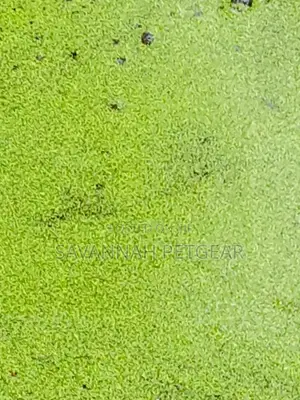 Duckweed Aquatic Plant Animal Feeds, Human Food, Waste Water Treatment