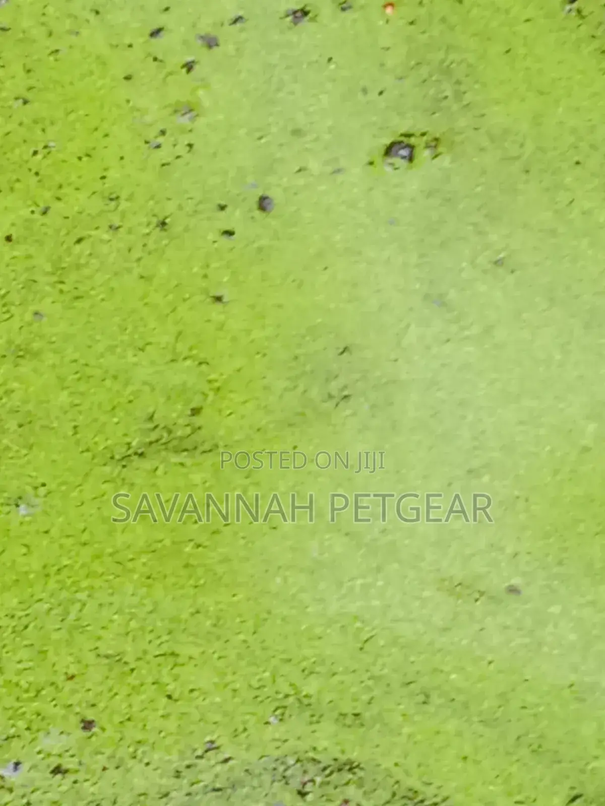 Duckweed Aquatic Plant Animal Feeds, Human Food, Waste Water Treatment