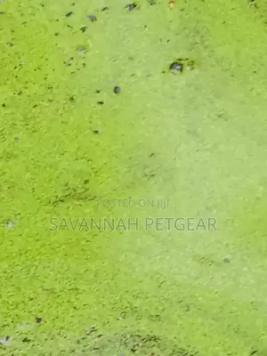 Duckweed Aquatic Plant Animal Feeds, Human Food, Waste Water Treatment