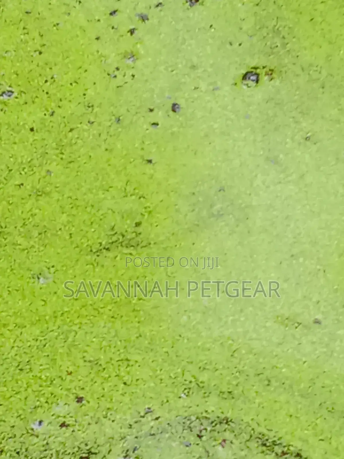 Duckweed Aquatic Plant Animal Feeds, Human Food, Waste Water Treatment