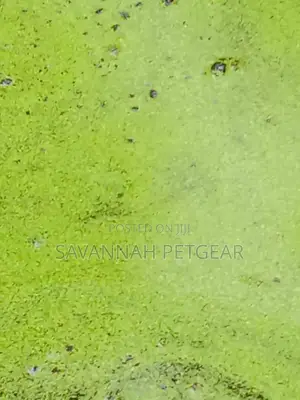 Duckweed Aquatic Plant Animal Feeds, Human Food, Waste Water Treatment