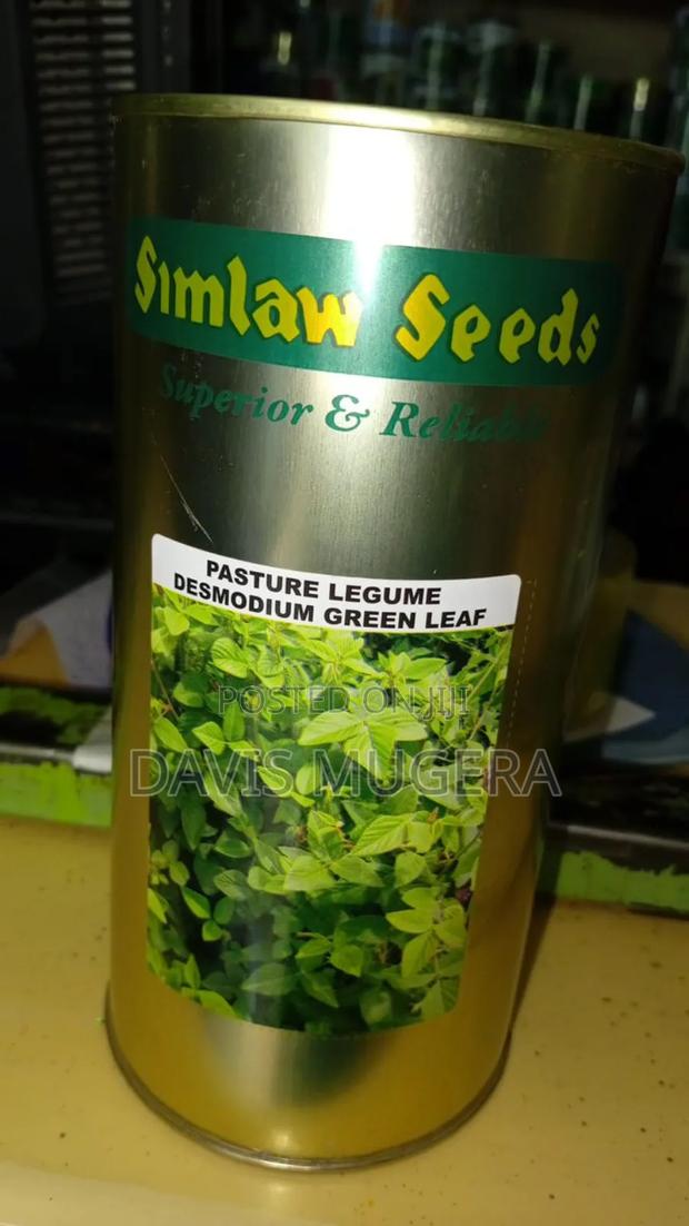 Pasture Legume Desmodium Green Leaf Seeds - 500 Grams - main view