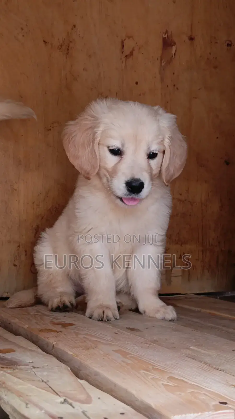 1-3 months Male Purebred Golden Retriever