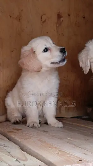 1-3 months Male Purebred Golden Retriever