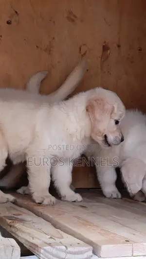 1-3 months Male Purebred Golden Retriever