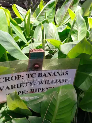 Williams Banana Seedlings (Tissue Culture Generated Seedlings)