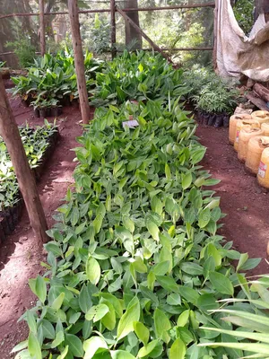Williams (Tissue Culture ) , Sweet Banana Seedlings