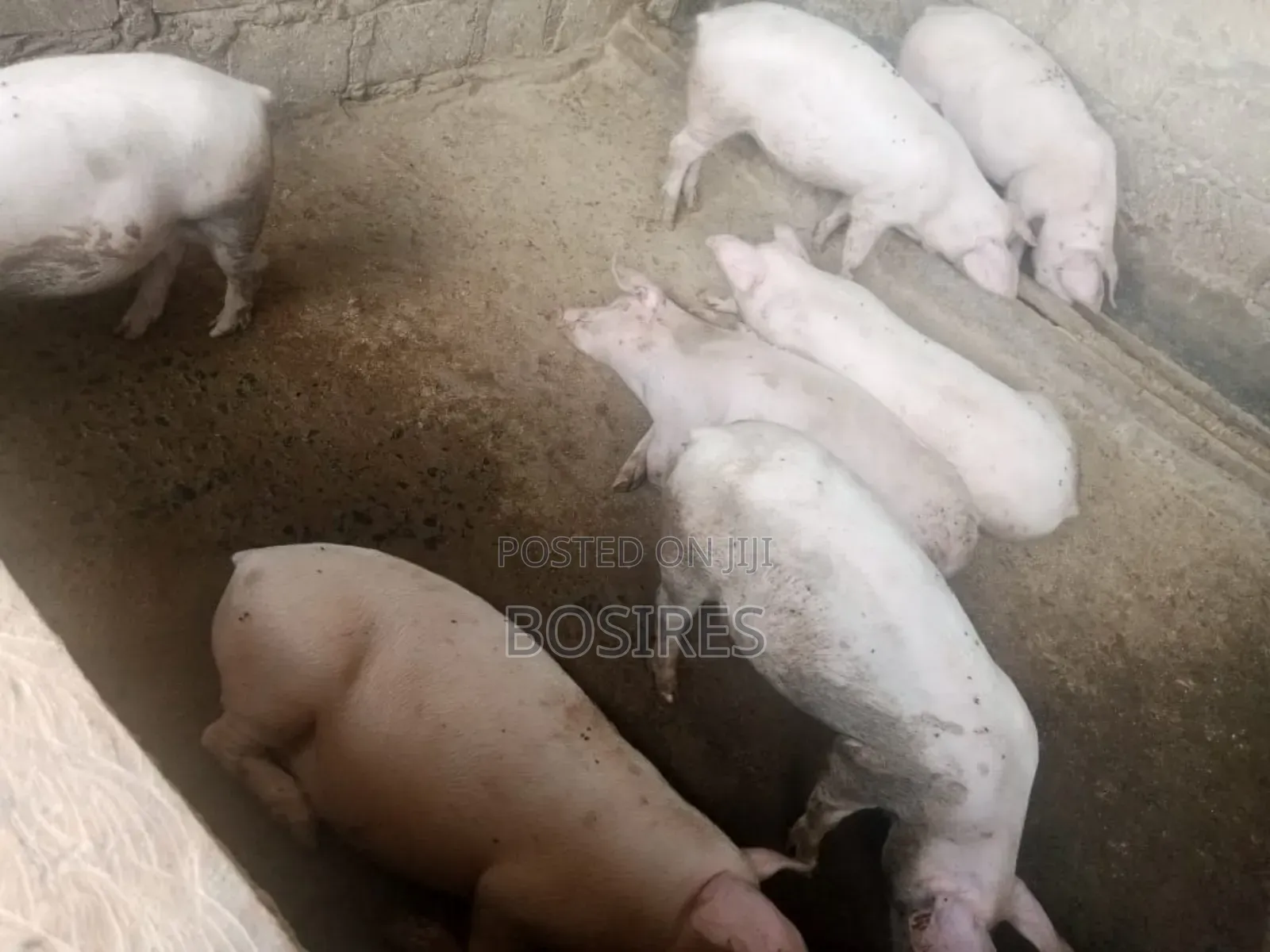 Best for Breeding Pigs