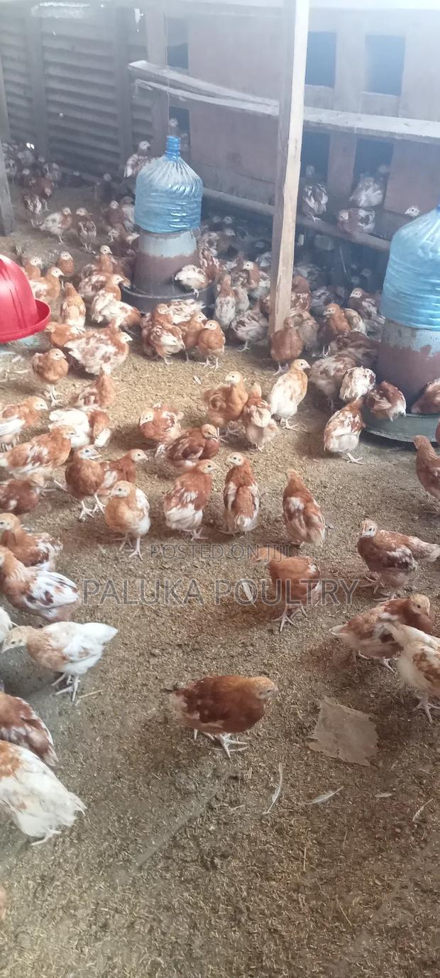 Commercial Layers Chicks - thumbnail 2