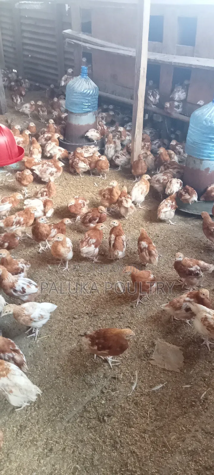 Commercial Layers Chicks