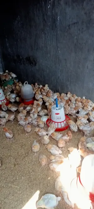 Commercial Layers Chicks